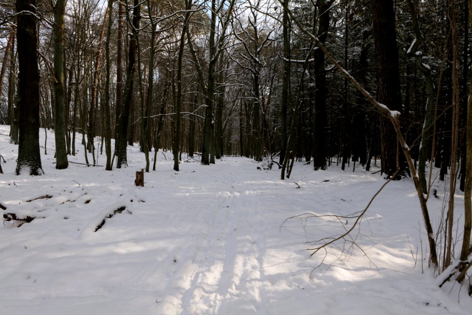 East of the Spandauer Forst with snow 2021-02-10 07