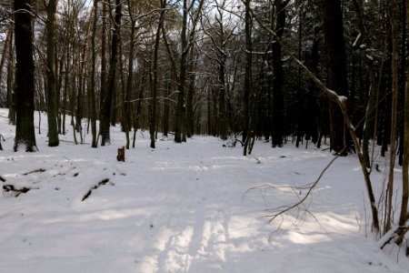 East of the Spandauer Forst with snow 2021-02-10 07