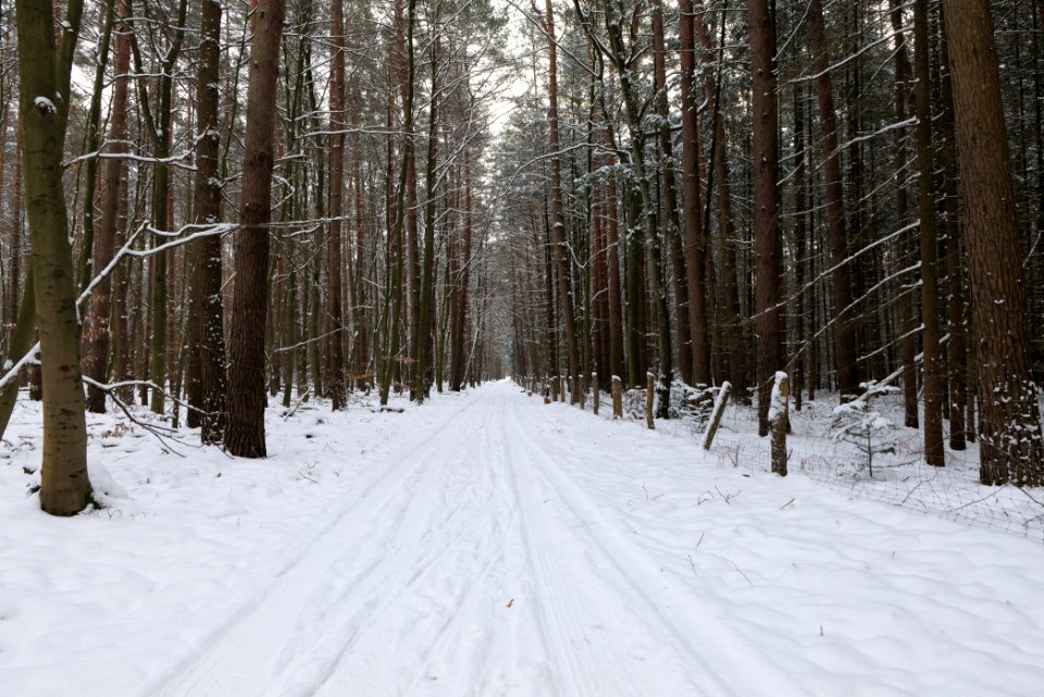 East of the Spandauer Forst with snow 2021-02-10 24