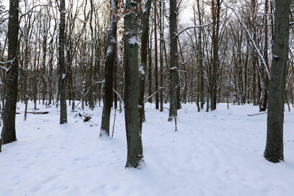 East of the Spandauer Forst with snow 2021-02-10 13