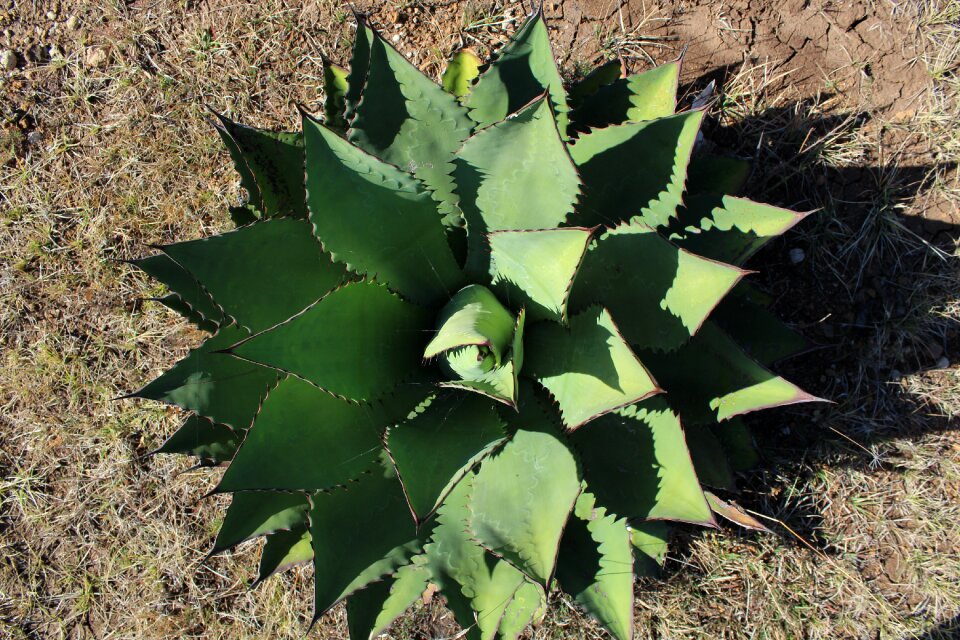 Plant flower nature