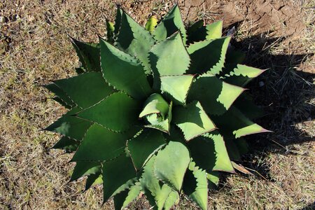 Plant flower nature