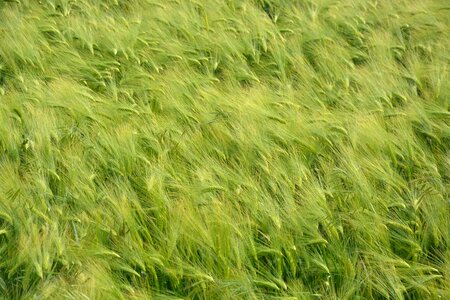 Cultures agriculture cereals
