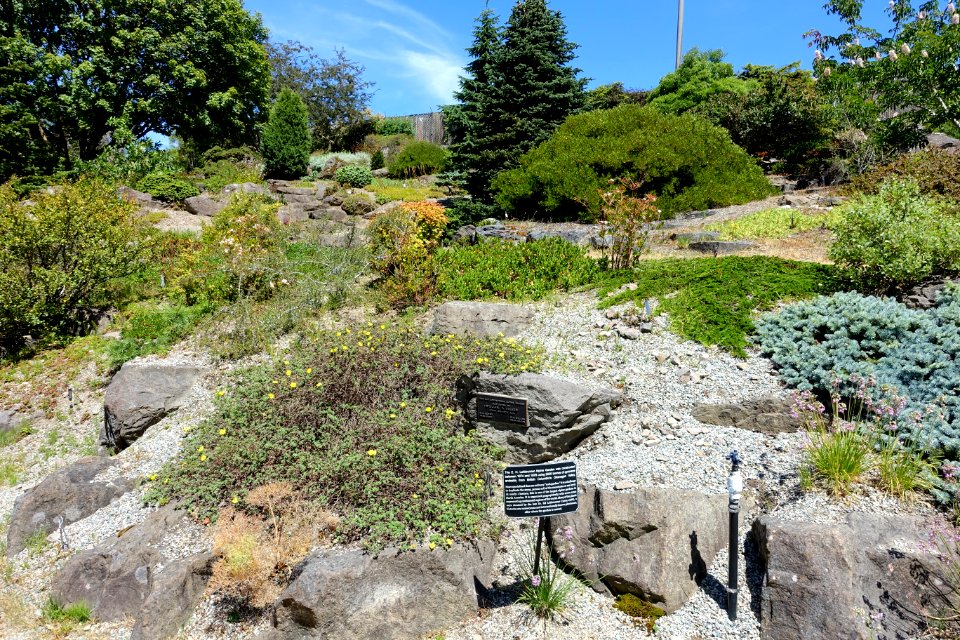 E. H. Lohbrunner Alpine Garden - UBC Botanical Garden - Vancouver, Canada - DSC08377