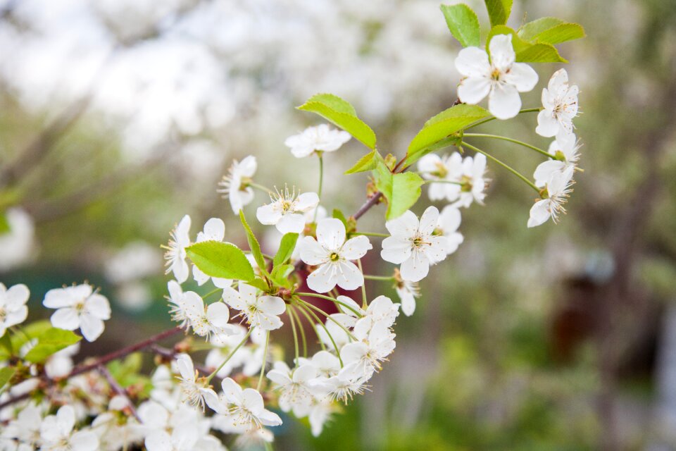 Cherry blossoms white flowers nature