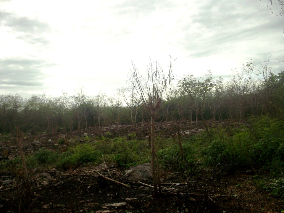 Dziuché (Hoctún), Yucatán (07)