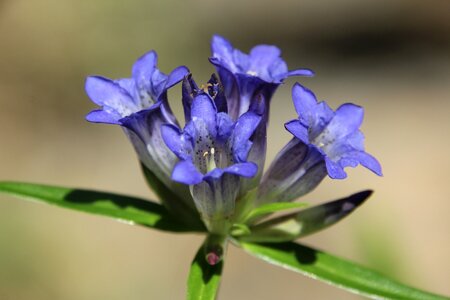 Bloom blue close up