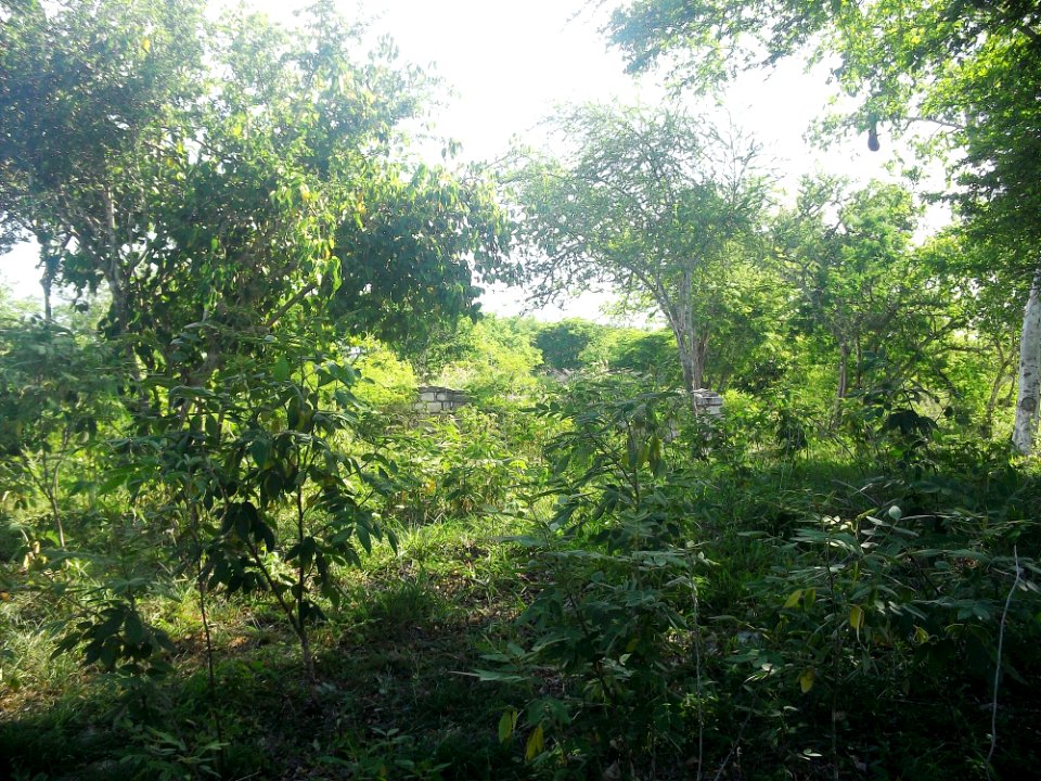 Dzonot Xanilá, Yucatán (09)