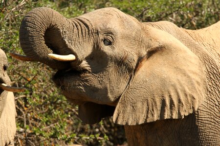 Africa baby fauna