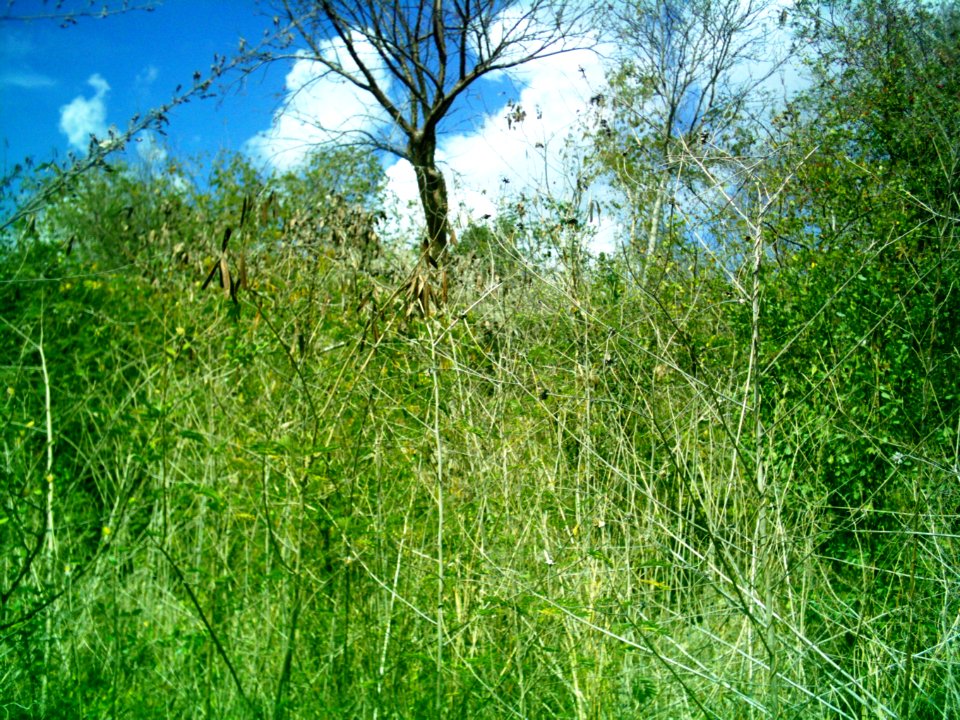 Dzoyilá, Yucatán (08)
