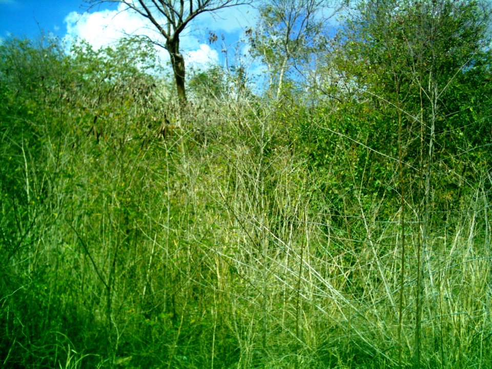 Dzoyilá, Yucatán (02)