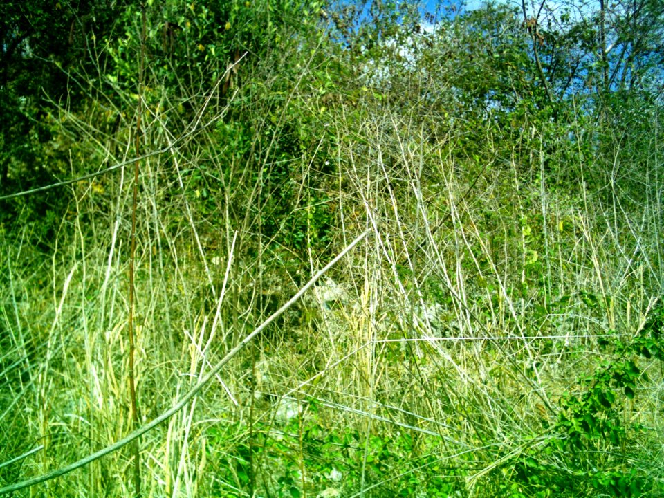 Dzoyilá, Yucatán (07)