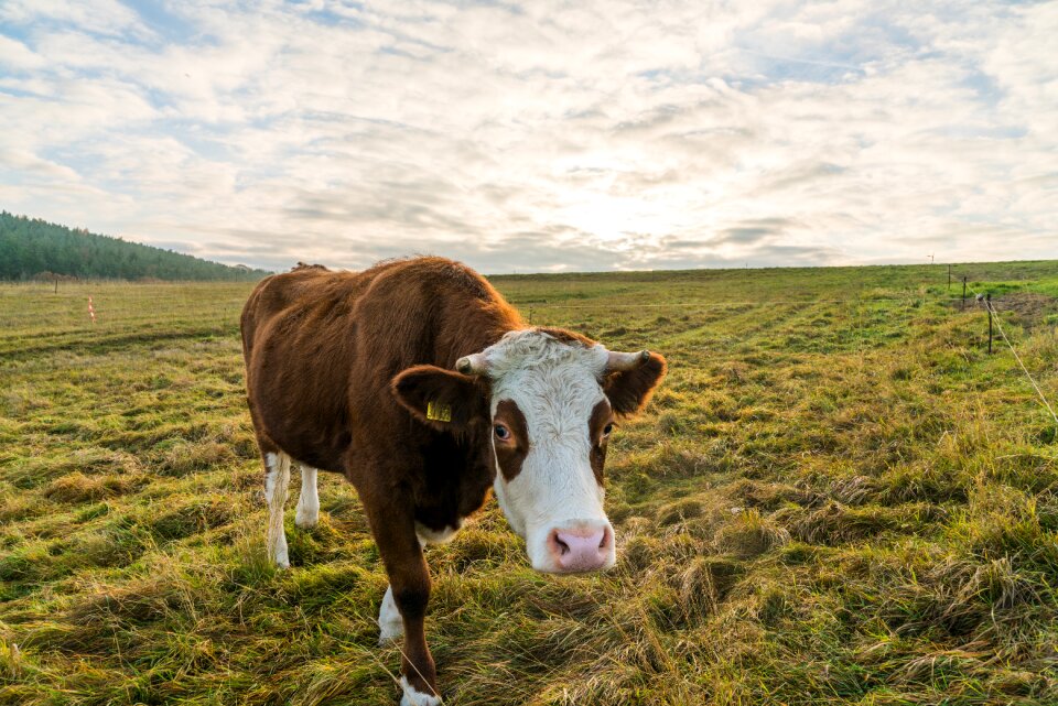 Pasture beef sunset