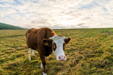 Pasture beef sunset
