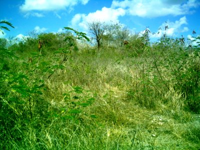 Dzoyilá, Yucatán (09)