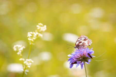 Edelfalter summer meadow photo