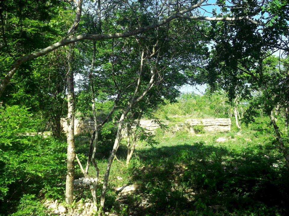 Dzonot Xanilá, Yucatán (14)