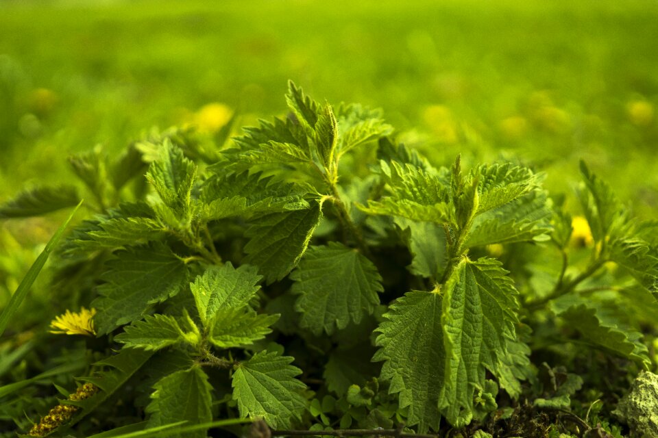 Plant grass nettle
