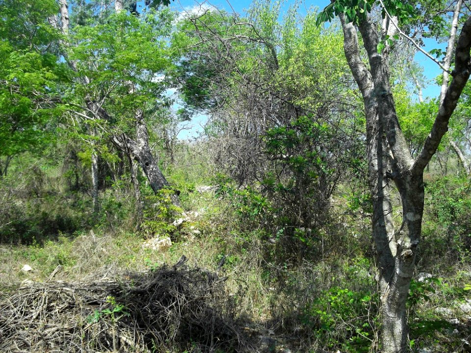 Dzilamil, Mérida, Yucatán (01)