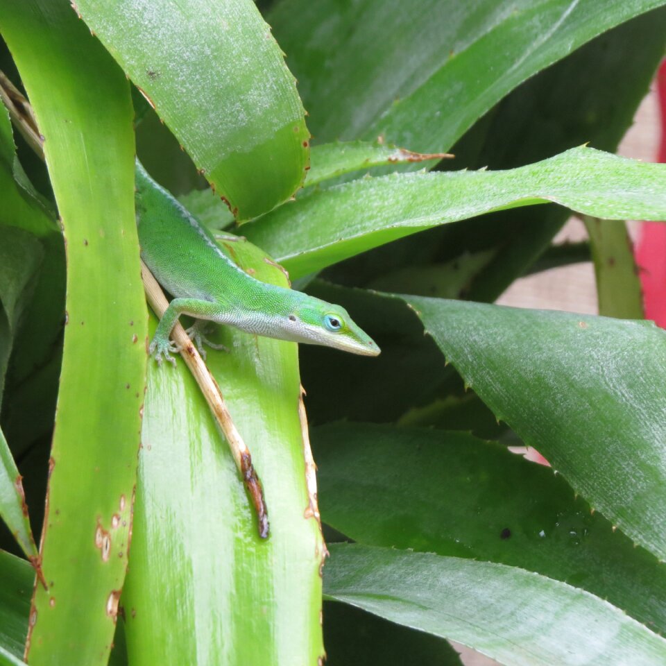 Green wild animal