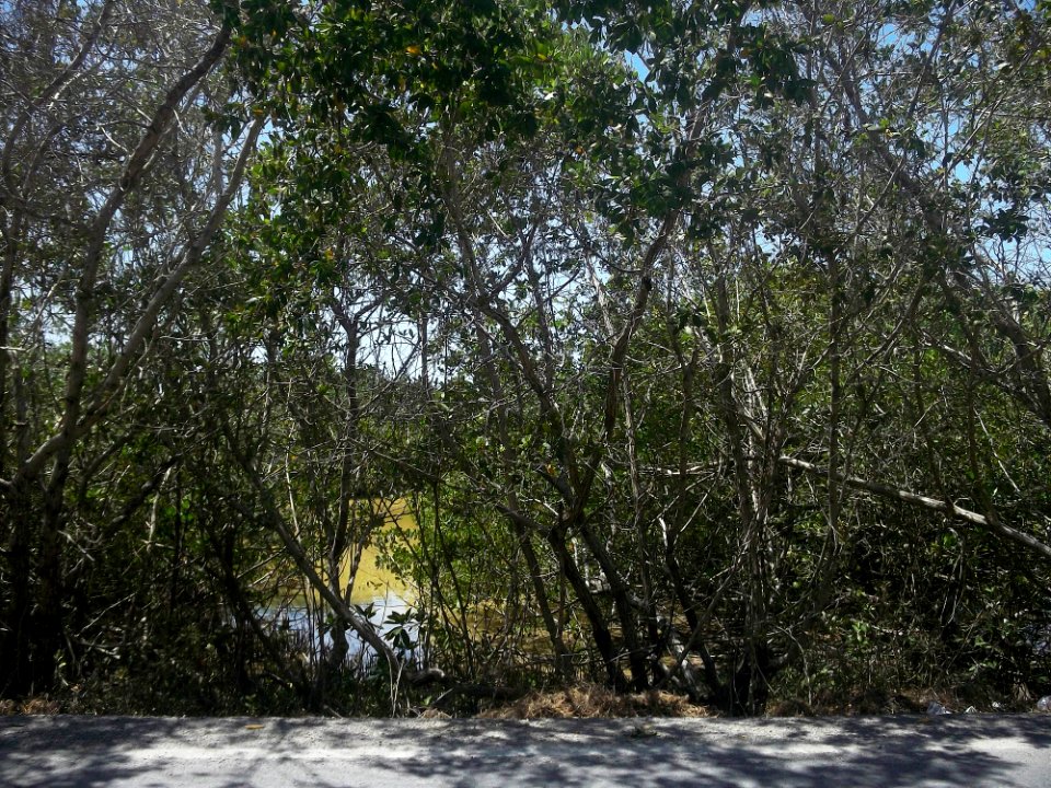 Dzilam de Bravo, Yucatán (01)