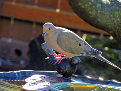 Zenaida macroura columbidae turtle dove photo