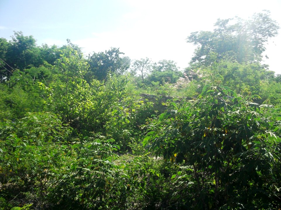 Dzonot Xanilá, Yucatán (19)