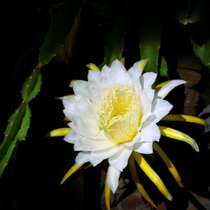 Orchid cactus cactus mountain climbing cactus photo