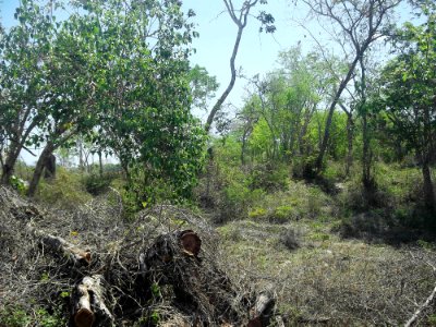 Dzilamil, Mérida, Yucatán (03)