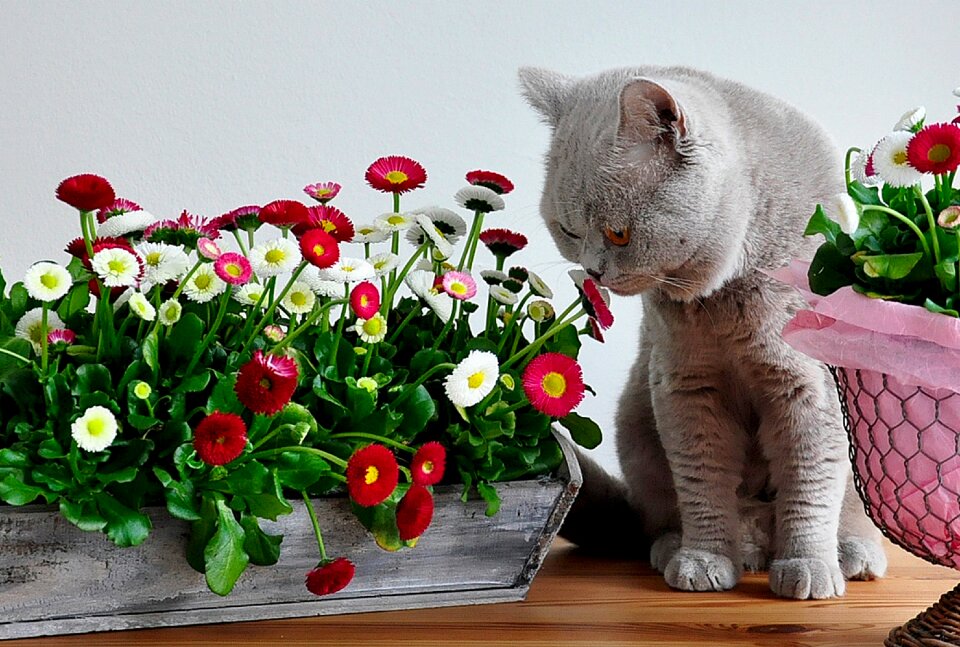 Cat easter bellis