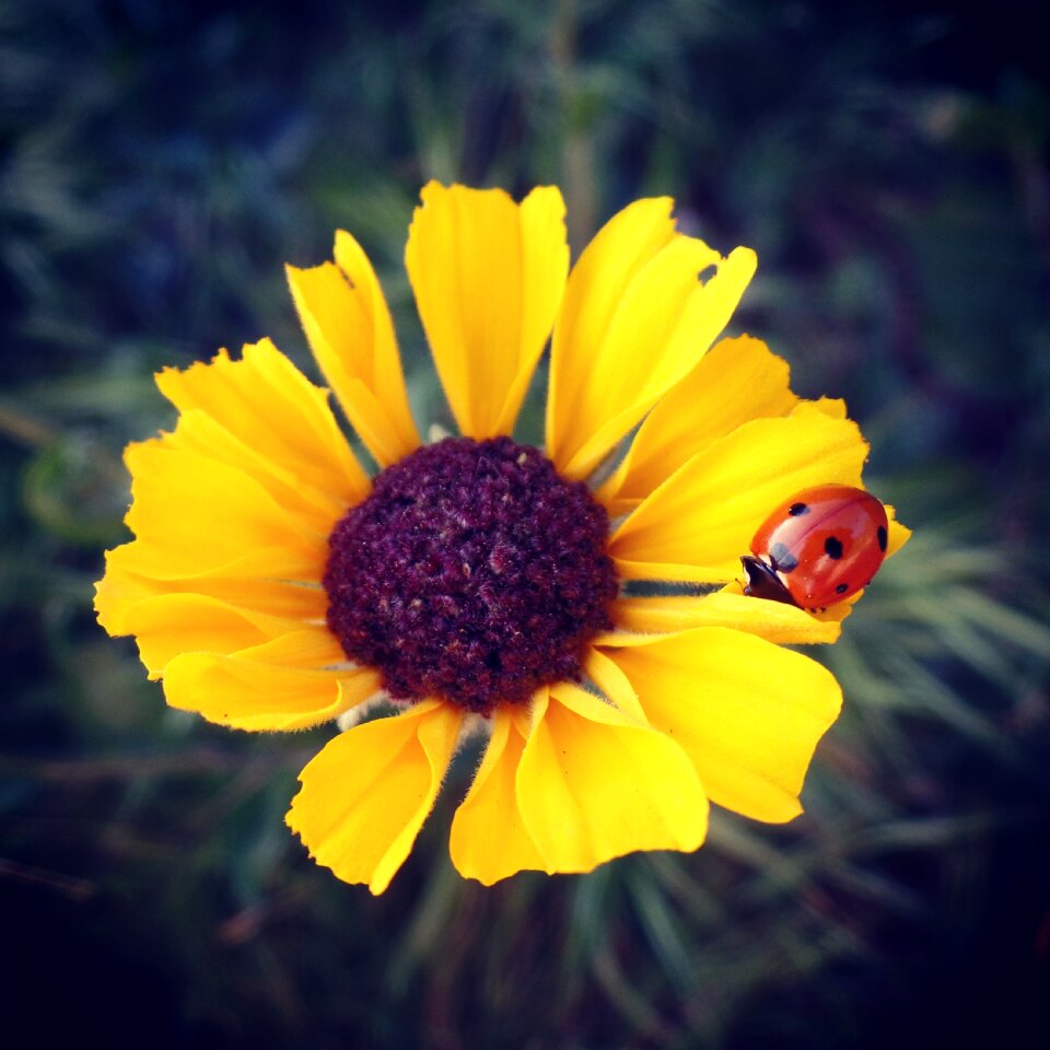 Ladybug spring nature