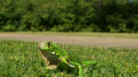 Animal nature pet animal