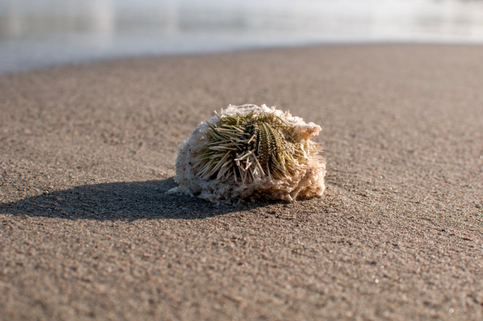 Echinometra viridis of Margarita Island