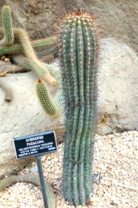 Echinopsis atacamensis subsp. pasacana (Echinopsis pasacana) - Brooklyn Botanic Garden - Brooklyn, NY - DSC08066