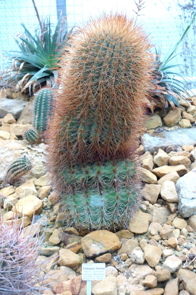Echinopsis formosa - Botanischer Garten, Dresden, Germany - DSC08848
