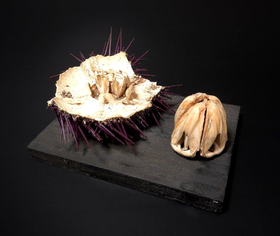 Echinoidea - Aristotle's lantern