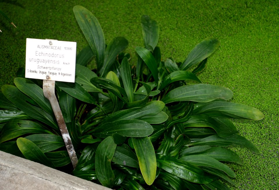 Echinodorus uruguayensis - Botanischer Garten - Heidelberg, Germany - DSC01259