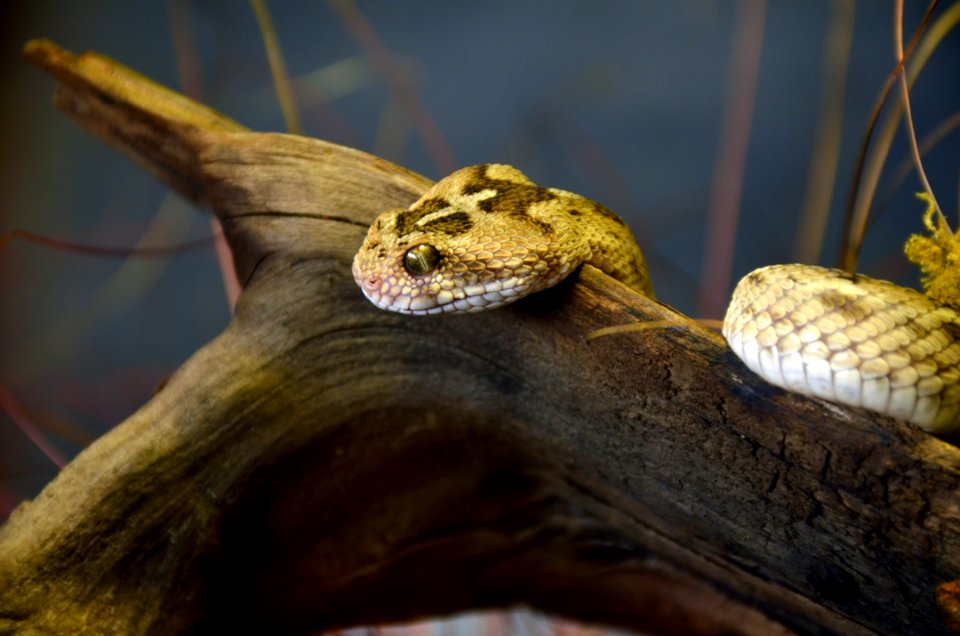 Echis carinatus Genève 24102014 1