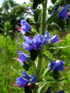 Echium vulgare, 2020-06-13, Castle Shannon, 02