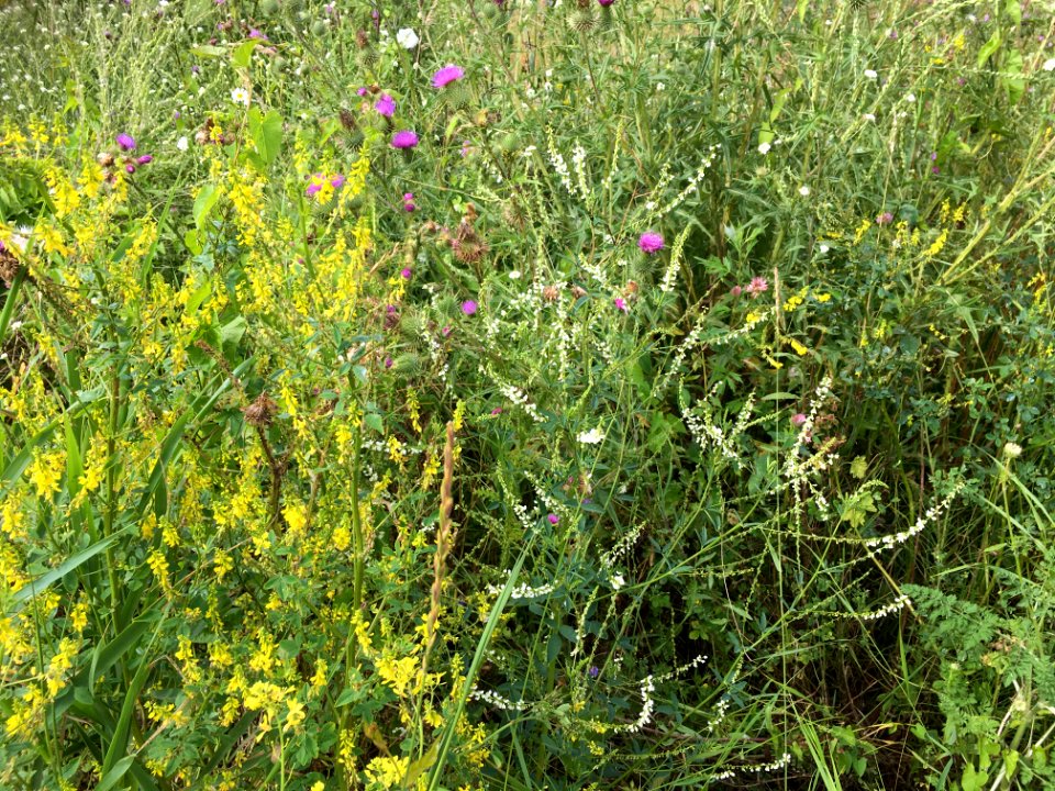 Echio-Melilotetum (photo 3)