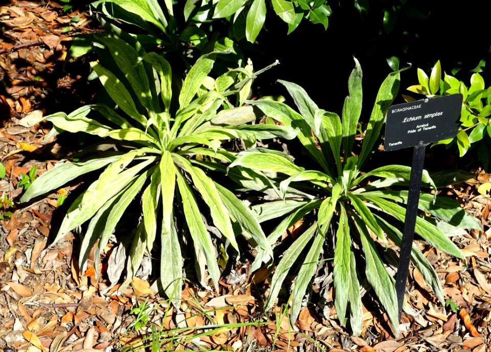 Echium simplex - Jardín Botánico de Barcelona - Barcelona, Spain - DSC09167