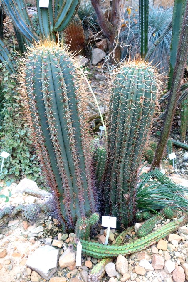 Echinopsis terscheckii - Botanischer Garten, Dresden, Germany - DSC08879
