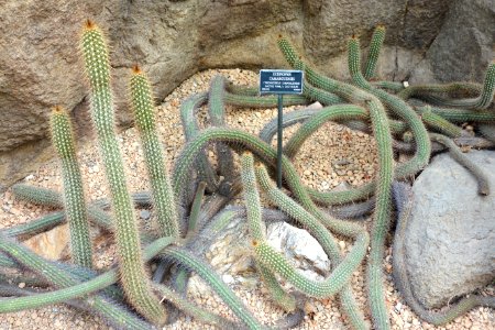 Echinopsis camarguensis - Brooklyn Botanic Garden - Brooklyn, NY - DSC08064