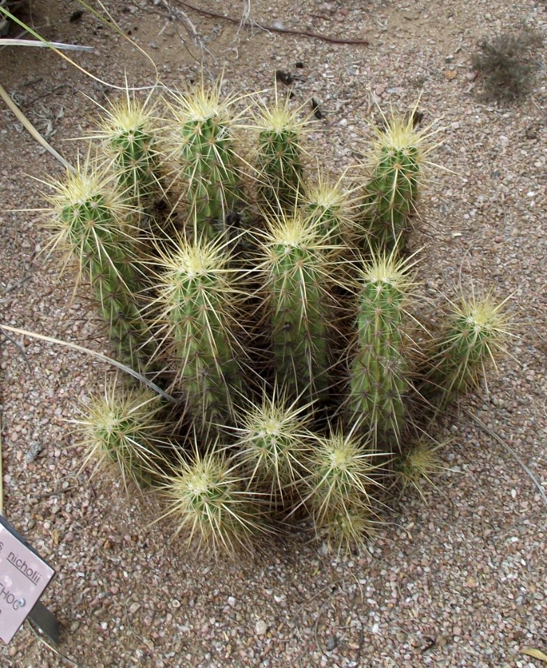 Echinocereus nicholii