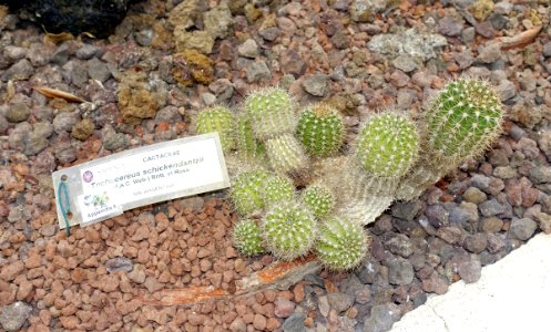 Echinopsis schickendantzii (Trichocereus schickendantzii) - Orto botanico - Rome, Italy - DSC00084