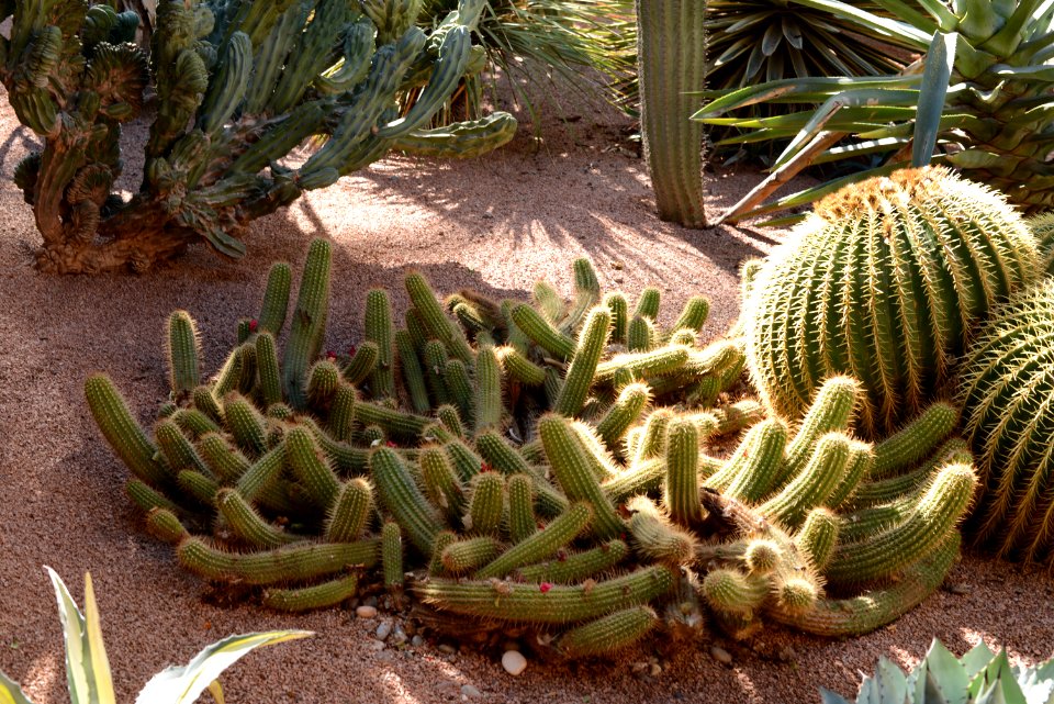 Echinopsis huascha - Echinocactus grusonii (Jardin Majorelle)