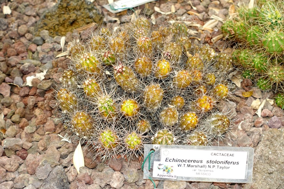 Echinocereus stoloniferus - Orto botanico - Rome, Italy - DSC00061