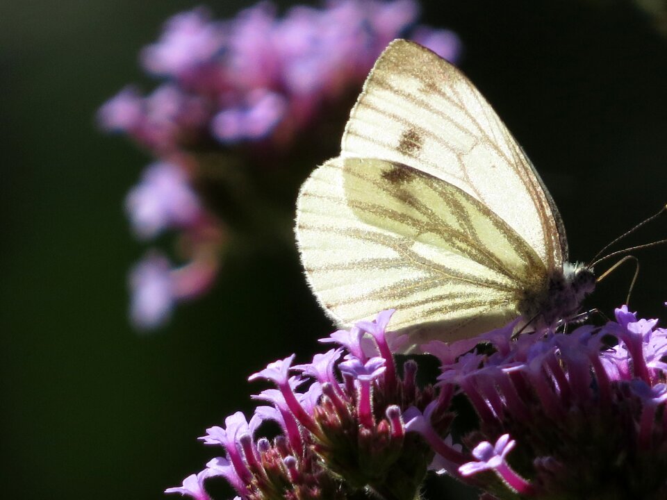 Insect nature garden