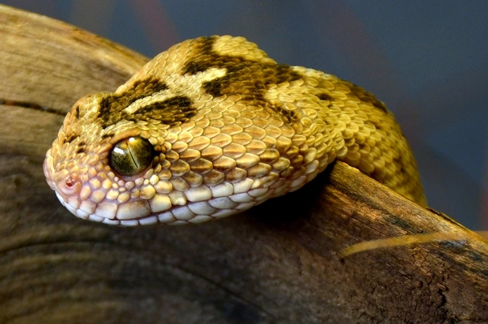 Echis carinatus Genève 24102014 3