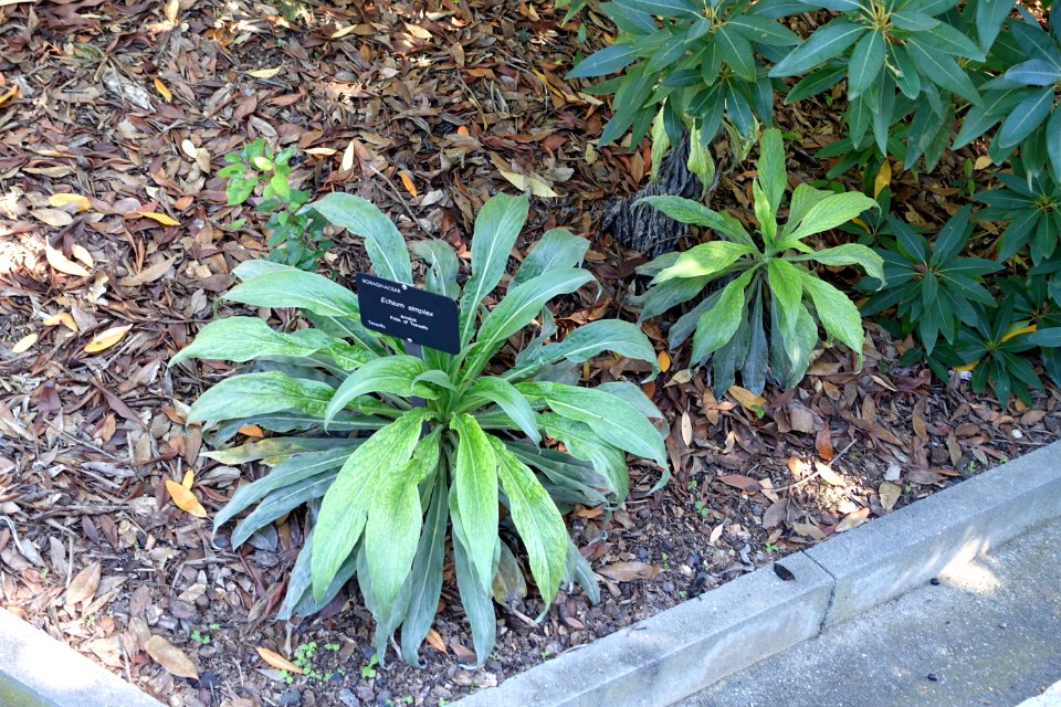 Echium simplex - Jardín Botánico de Barcelona - Barcelona, Spain - DSC09166